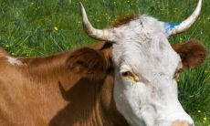 2023年属牛本命年需要注意哪些（本命年牛要注意什么）