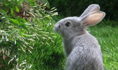 2023年属羊的全年人际关系（2023年属什么生肖年）