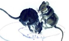 属鼠的女人温柔吗（属鼠女的婚姻如何）