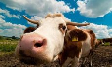 属牛人的感情性格（属牛的人爱情方面怎样）