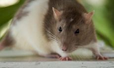 男属鼠女属鼠婚姻状况（属鼠和属牛的婚姻如何）