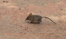 梦见老鼠钻进袖子里（周公解梦梦见老鼠钻衣服里）