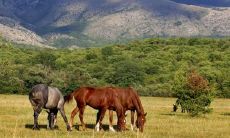 属马的人一生婚姻1990（90年属马的一生中有几次婚姻）