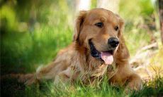 属狗的金牛座命最好（94年属狗的28岁大灾大难）