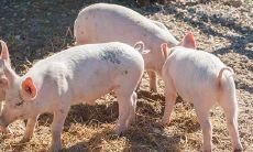 属猪的申时出生好吗（属猪的人什么时辰出生好）