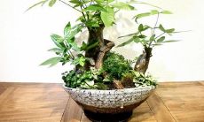 家里财位放貔貅聚宝盆好吗（家里财位摆放什么最好）