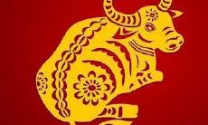 今年属牛幸运色是什么颜色（紫色是属牛的幸运色吗）