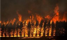 梦到好多小红蛇是什么意思（做梦梦到黑蛇是什么意思）