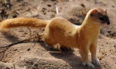 晚上遇到黄大仙是好是坏（遇到黄大仙怎么办回答）