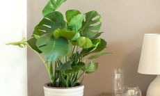 最有用的官运风水物（旺官运的风水吉祥摆件）