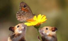 属鼠人的最佳出生月份农历（属鼠的几月出生旺父母）