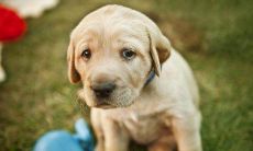 1982年属狗一生财运（属马1978年四十以后命）