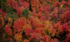 属猪幸运颜色2023年手链（属猪的可以佩戴金猪吗）