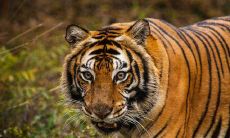 属虎男人一生运程如何（属虎的人一生运势详细分析）