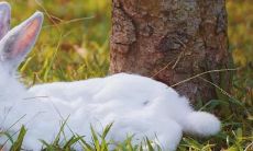 1987年属兔人的婚姻缘（1985年属牛是什么命）