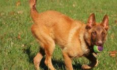 黄狗取名字大全（生肖蛇与生肖马相配吗）