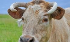 属牛农历二月二出生（女属牛二月生的好不好）