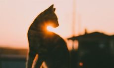 猫在门口拉屎什么预兆（猫进家里是什么预兆）