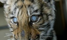 属虎的女性怎么样（属虎的男人对老婆好不好）