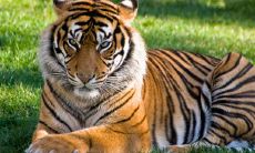 86年属虎的性格特点（86年属虎男人性格脾气）