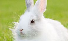 属兔的的多少岁（75年属兔44岁有一灾）