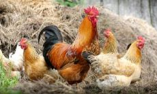 属猪的28岁是哪一年（属猪38岁是哪年出生的）