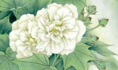 流年吉凶星煞（流年飞星与宅运并临吉凶断法）