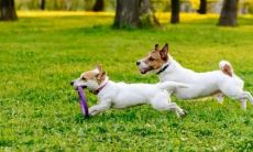 属狗今年的运势方向（1970年属狗人今日运势）