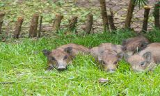 1959年属猪2023年运男势及运程（七一年属猪男每月的运势）