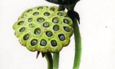 水瓶座做事干脆（水瓶座最擅长的事情是什么）