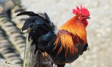 1981属鸡的婚姻和命运如何（属马和属鸡的婚姻如何）