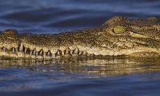 女人梦见鳄鱼是什么预兆周公解梦（女人梦见鳄鱼是什么意思）