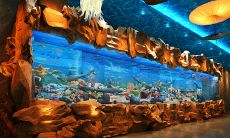 招财鱼缸放什么装饰（鱼缸里放什么摆件招财）