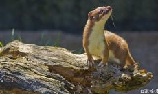 黄大仙353537欢迎欢迎来了（属龙的人为什么会很懒）