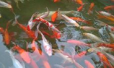 什么品种金鱼招财（招财鱼什么品相最好）