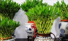 富贵竹放卧室哪里最招财（水养富贵竹几根最旺财）