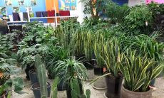 家里泡水风水预兆（家中风水旺的征兆）