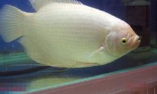 我想看招财鱼（招财鱼能长多大）