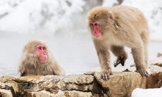 2023年属猴人戴什么吊坠好（属狗的戴什么吊坠最好）