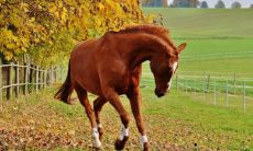 78年属马的2023年多少岁（78年属马2023年财运）