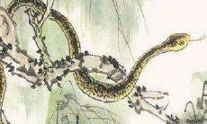 1965年属蛇是什么五行（五行中为什么蛇属火）