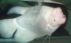 招财鱼经常浮出水面透气（招财鱼常见病图解）