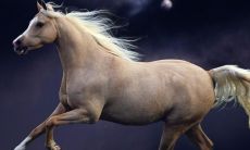 属马的人今年财运如何（属马的过了32岁就顺了）