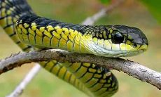 房间进蛇的真正预兆（孕妇家里进蛇什么预兆）