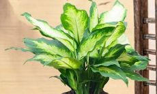 养什么镇宅招财（养什么鱼招财）