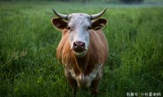 属鸡的一生命中注定的良缘（属鸡的命是一等命）