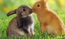 属蛇的人胆小吗（为什么属蛇的脾气不好）