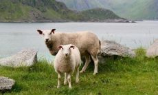 2023年12月10日什么生肖相冲（2023什么属相犯太岁表）