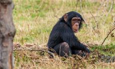 1975年与1979年婚配（1985年属牛是什么命）