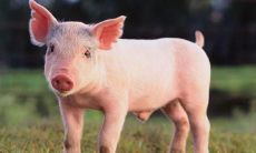 属猪和属龙婚配吗（属龙女和什么属相最配）